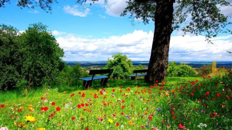 Місяць липень та його квітуюча краса